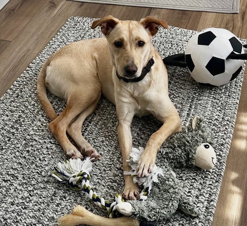 Dolly, a dog for adoption from Save The Satos