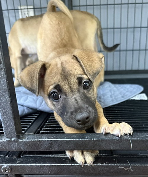 River, an adoptable Shepherd in Jefferson, NJ