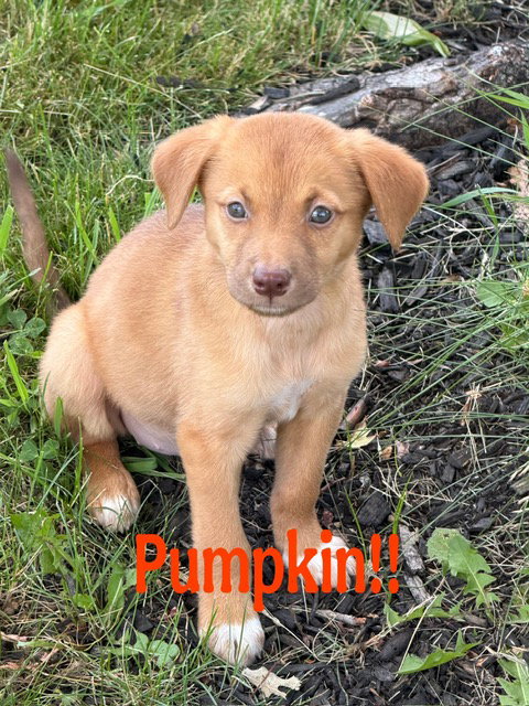 Pumpkin