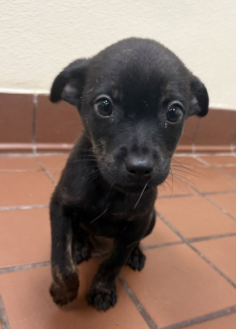 Meadow, an adoptable Chihuahua in Jefferson, NJ