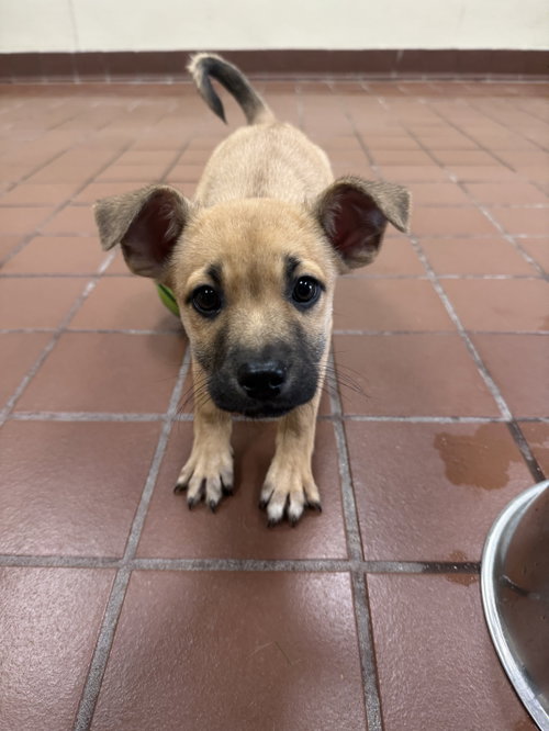 Juniper, an adoptable Labrador Retriever in Jefferson, NJ
