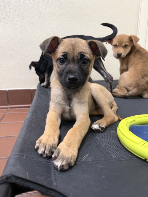Clover, an adoptable Labrador Retriever in Jefferson, NJ