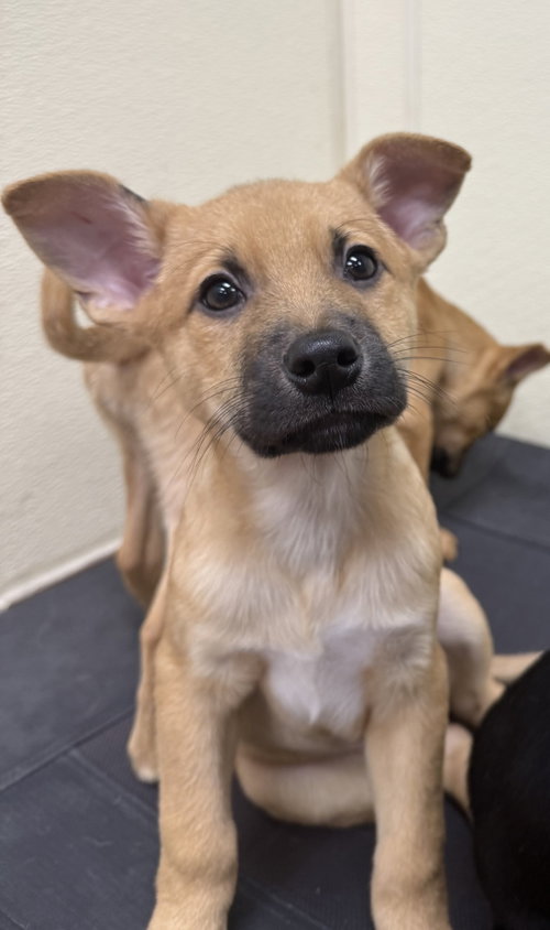 Ridge, an adoptable Labrador Retriever in Jefferson, NJ