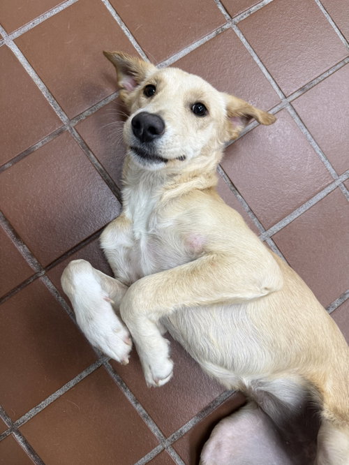 Perla, an adoptable Golden Retriever in Jefferson, NJ