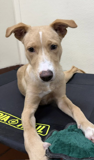 Bruno, an adoptable Golden Retriever in Jefferson, NJ