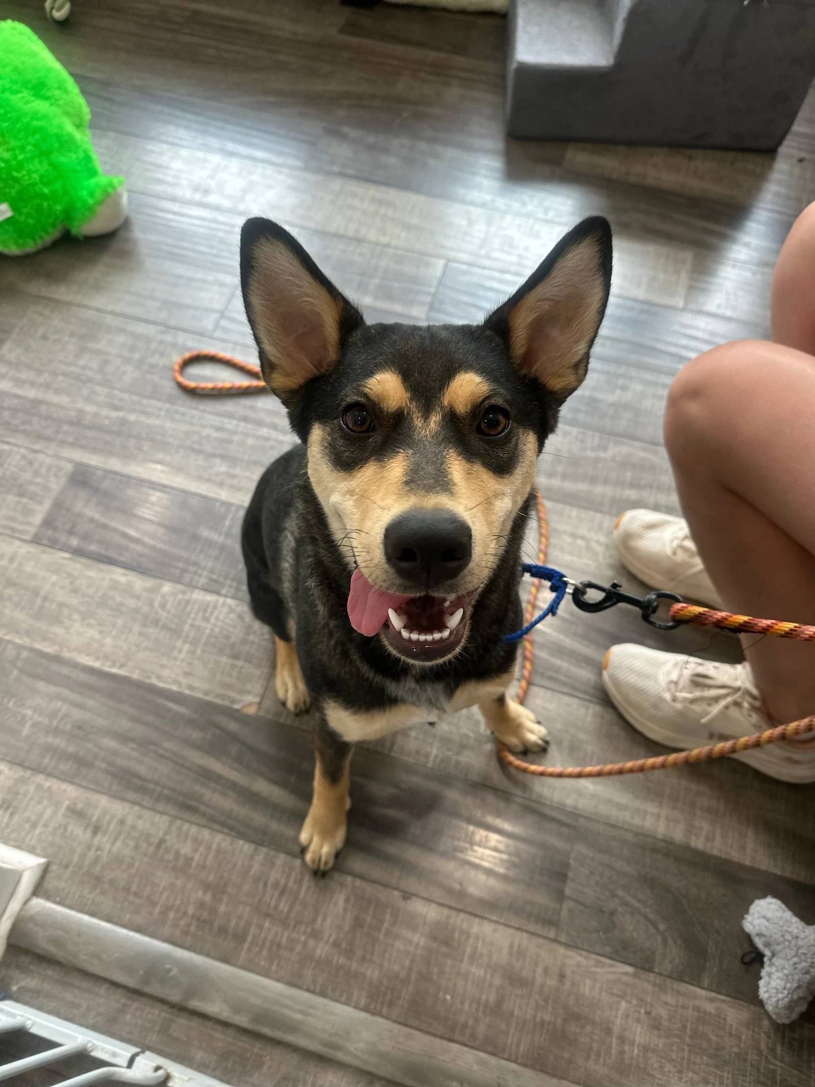 Scout