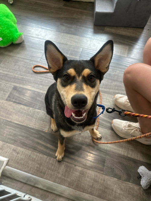 Scout, an adoptable Shepherd in Jefferson, NJ