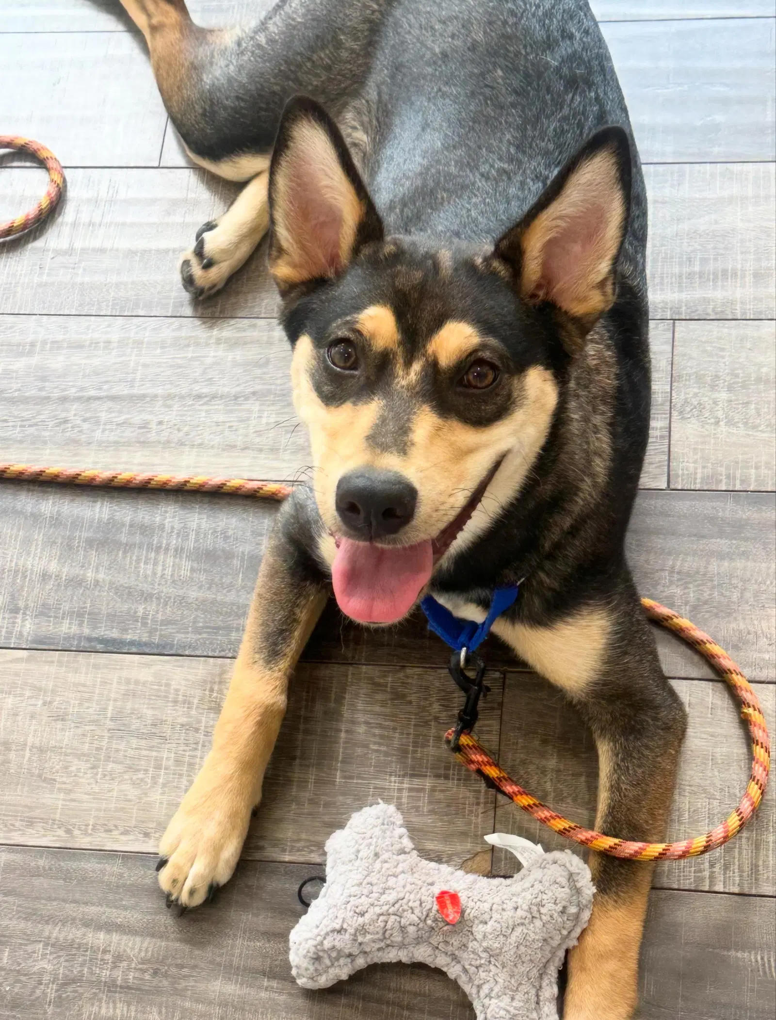 Scout image 2