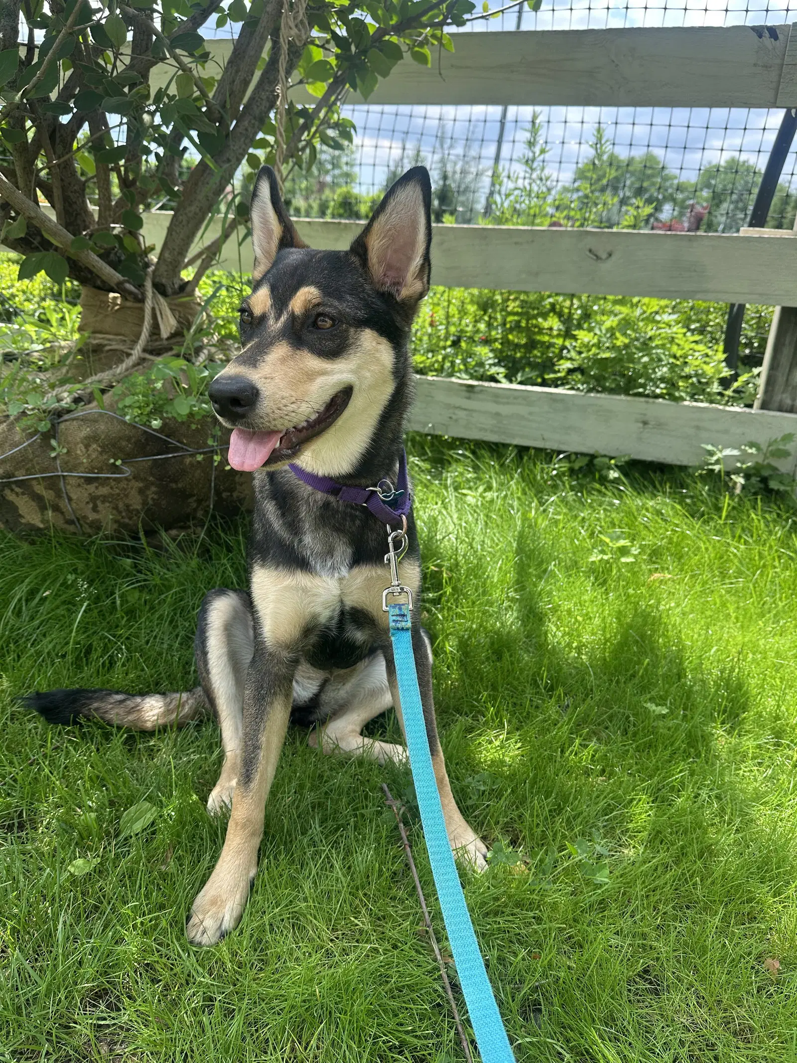 Scout image 3