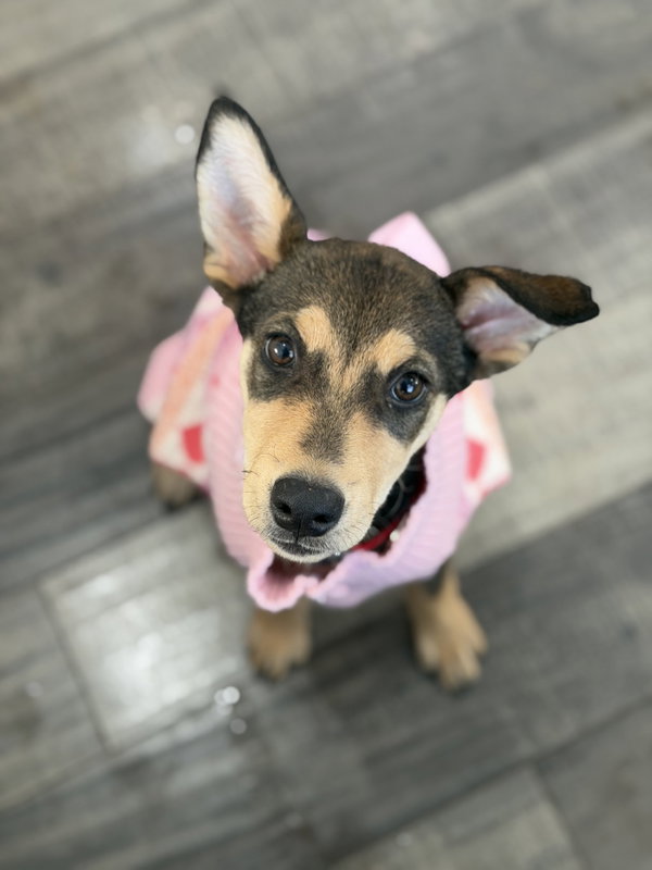 Scout