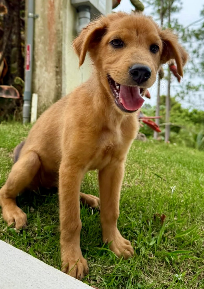 Maple