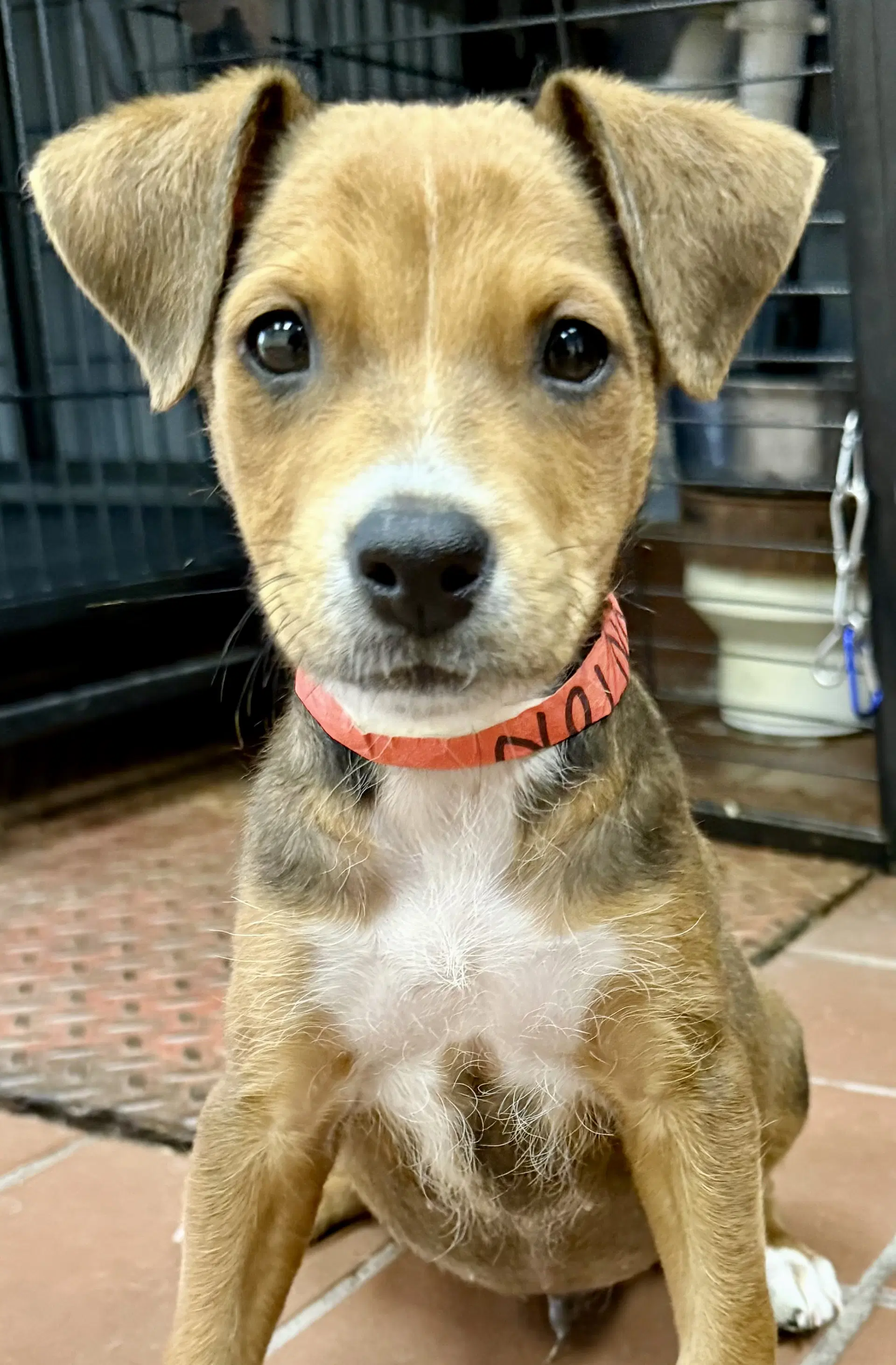 Wonton - Beagle