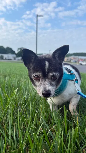 Benji - Chihuahua