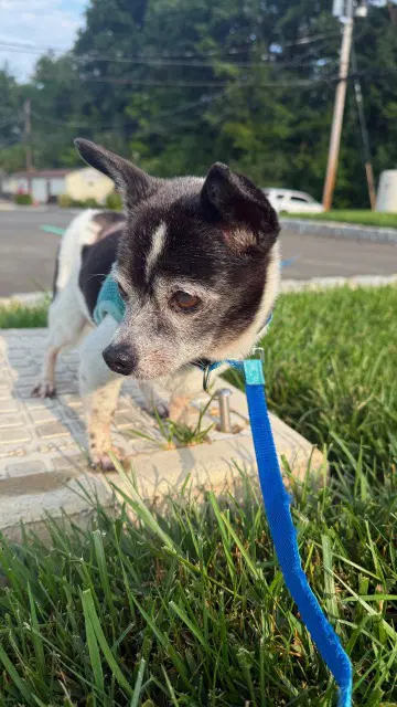 Benji image 3