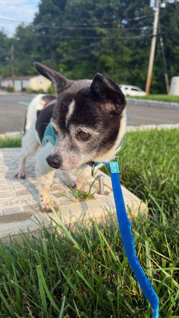 Benji, photo 2