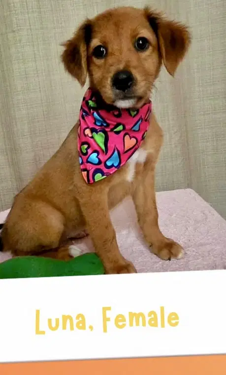 Luna - Golden Retriever