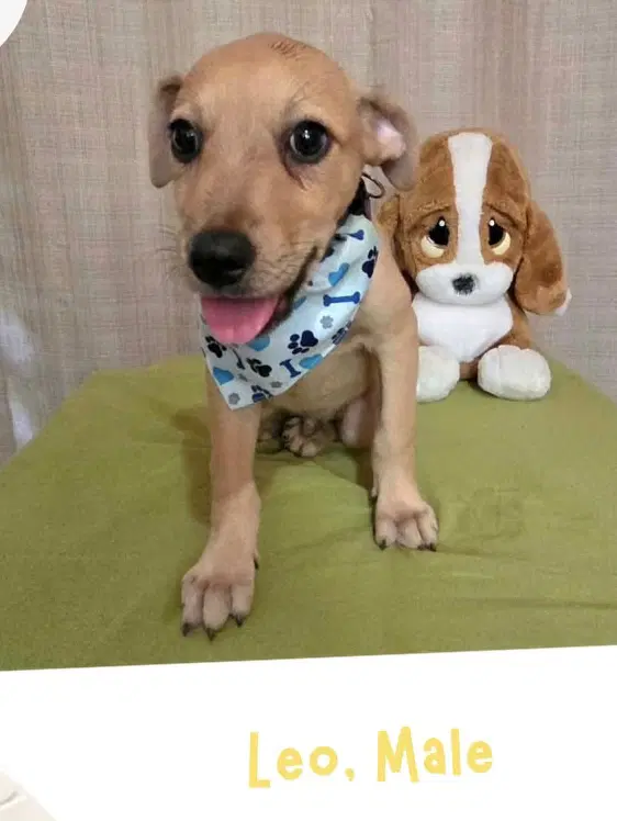 Leo - Labrador Retriever