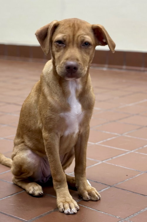 Kira, a dog for adoption from Save The Satos