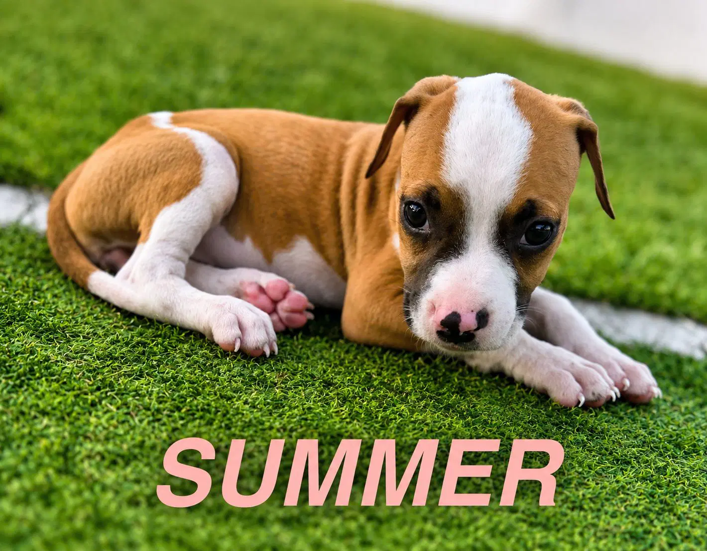 Summer image 1