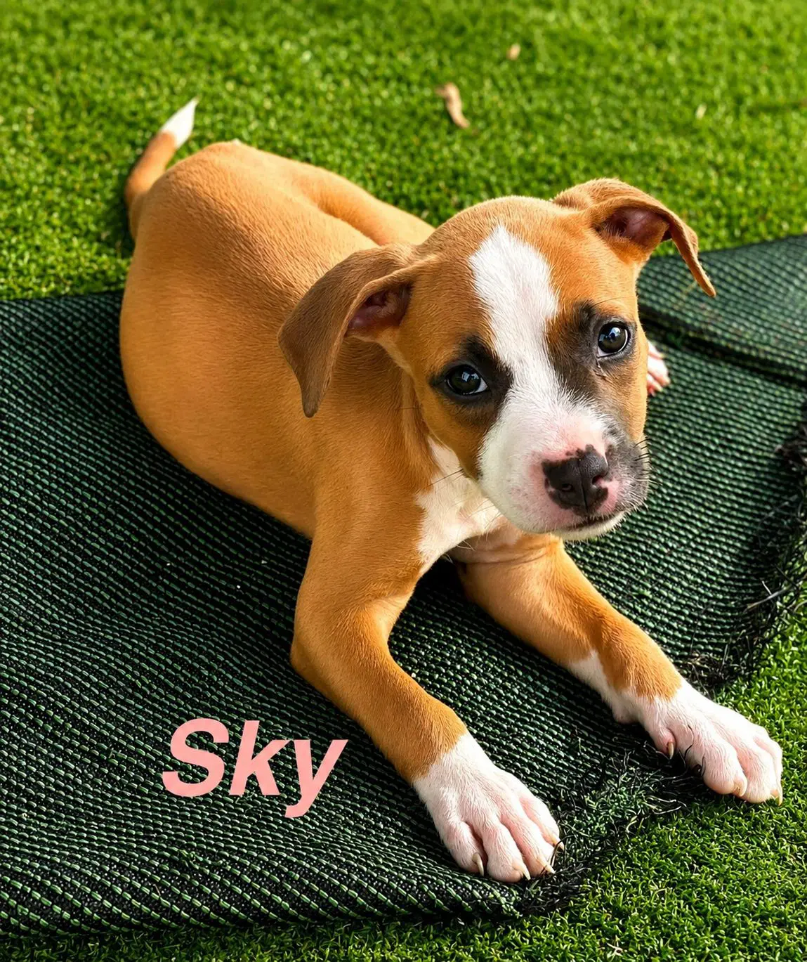Sky - American Staffordshire Terrier