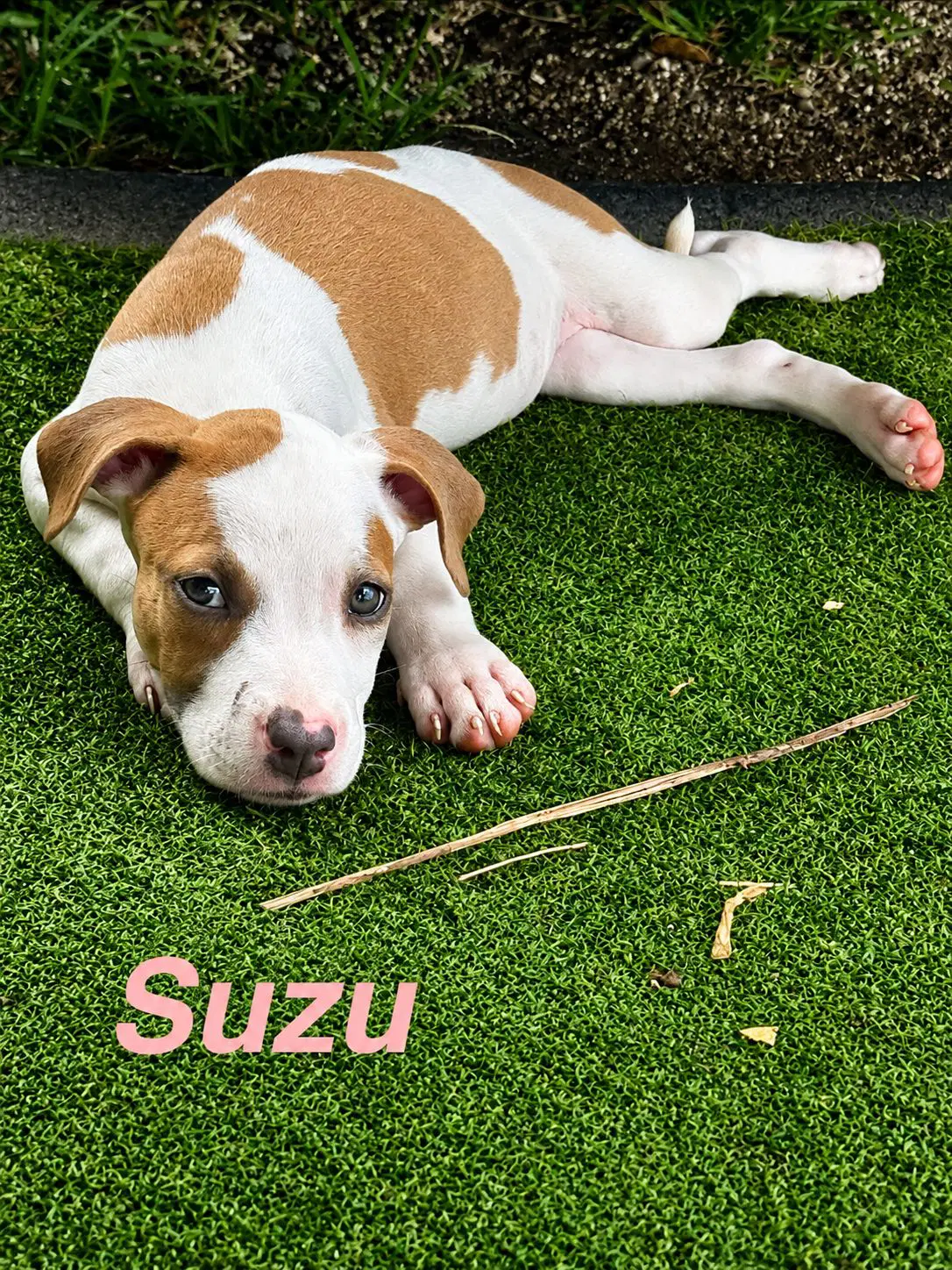 Suzu - American Staffordshire Terrier