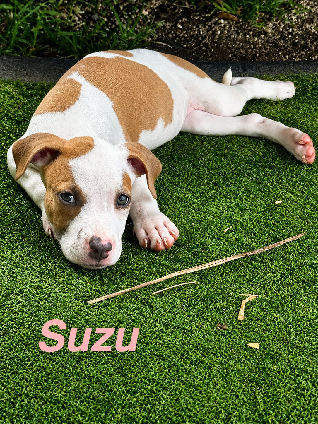 Suzu