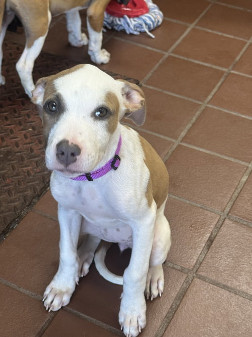 Suzu, a dog for adoption from Save The Satos