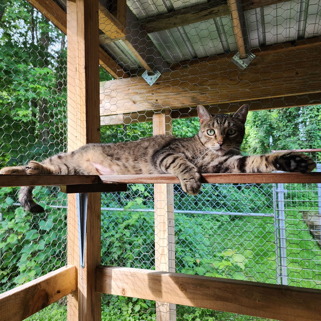 adoptable Cat in Muskegon, MI named Ranger