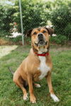 adoptable Dog in  named Sonia