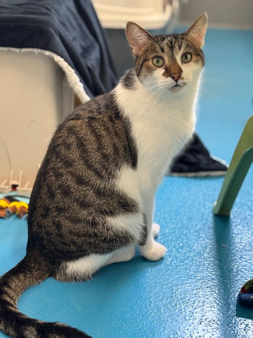 picture of the cat needing adoption