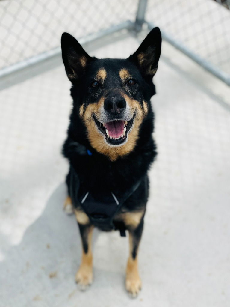 adoptable Dog in Muskegon, MI named Edwin