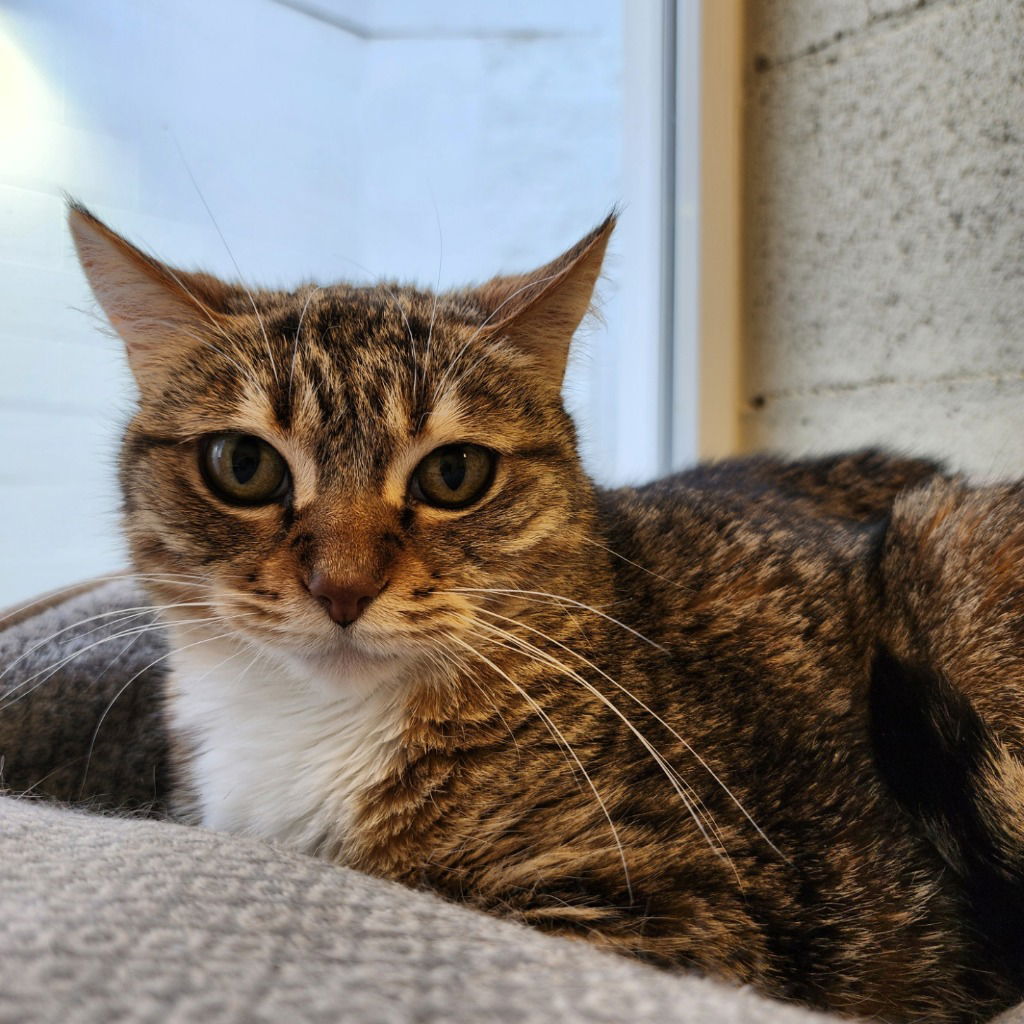 adoptable Cat in Muskegon, MI named Victoria