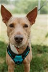 adoptable Dog in  named Benny