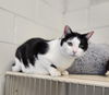 adoptable Cat in muskegon, MI named Hans