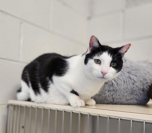 picture of the cat needing adoption