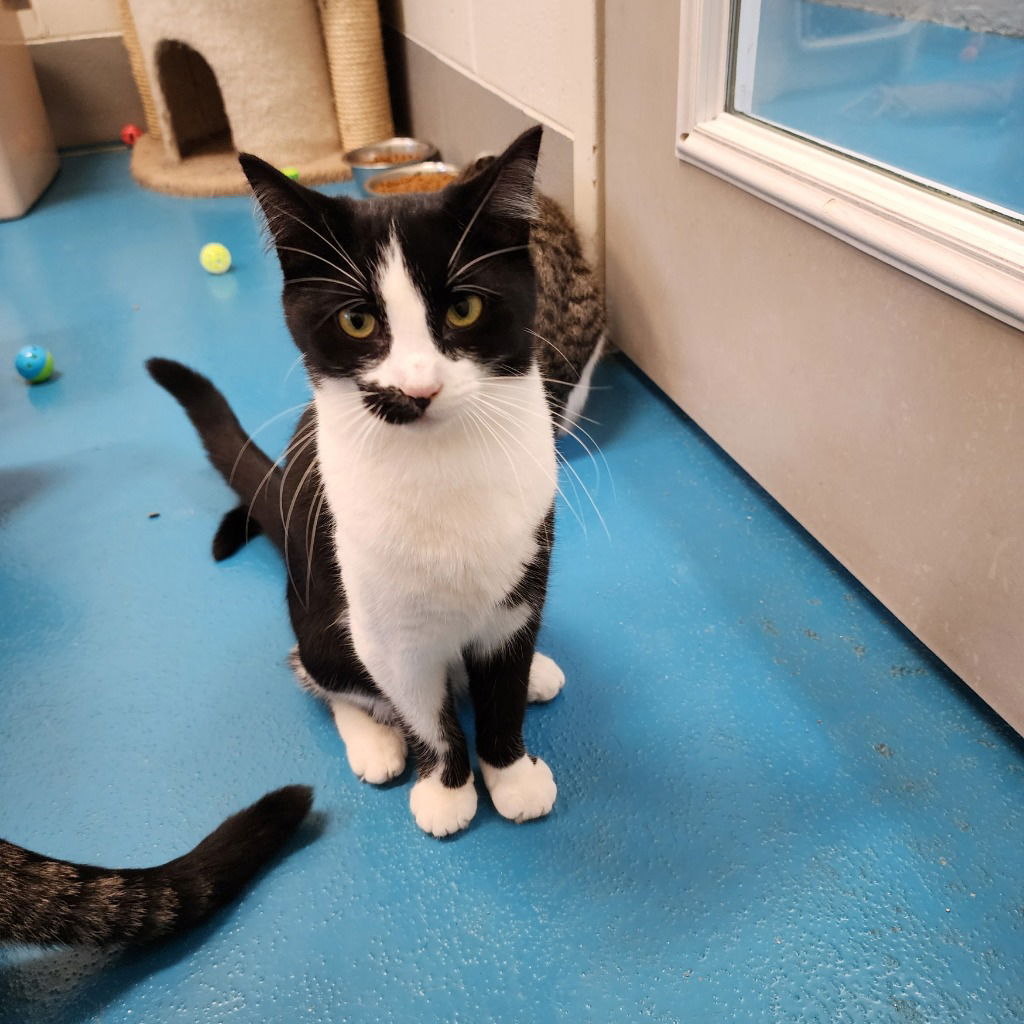 adoptable Cat in Muskegon, MI named Rosita