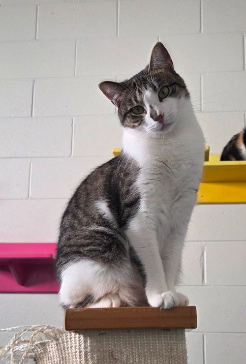 picture of the cat needing adoption