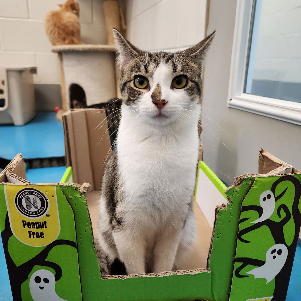 adoptable Cat in Muskegon, MI named Imelda