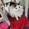 adoptable Cat in  named Anna