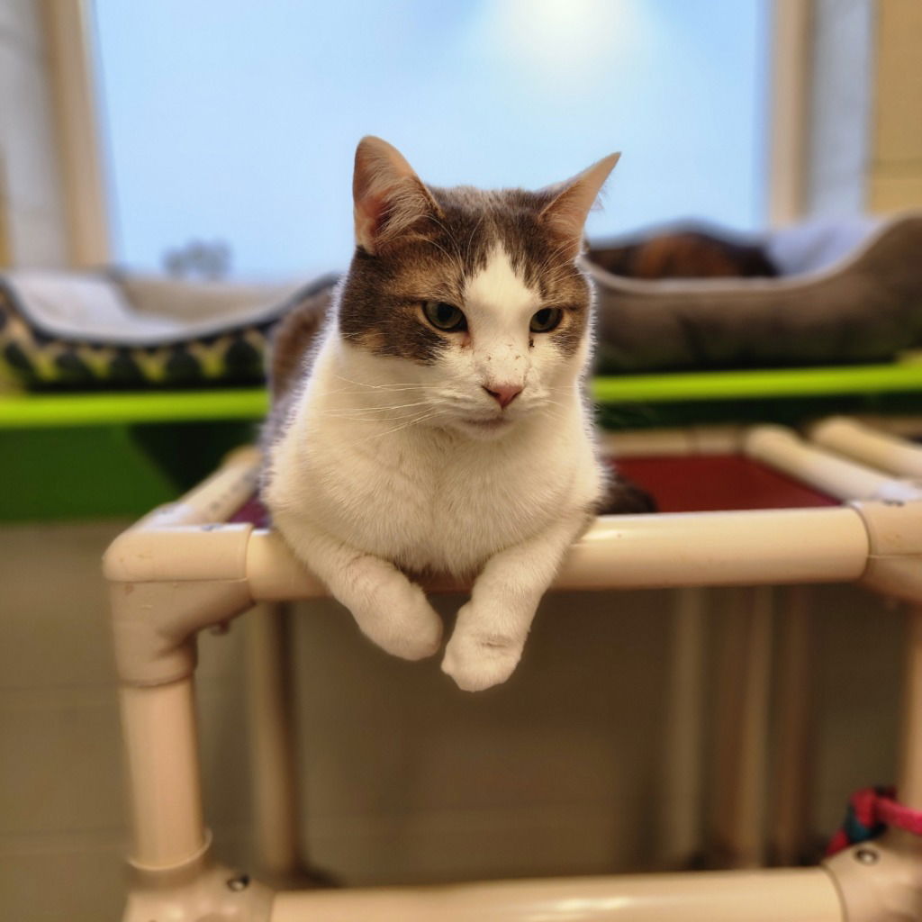 adoptable Cat in Muskegon, MI named Fredrick Allen 