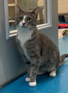 adoptable Cat in Muskegon, MI named Daisy