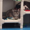 adoptable Cat in muskegon, MI named Minnie