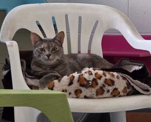 picture of the cat needing adoption