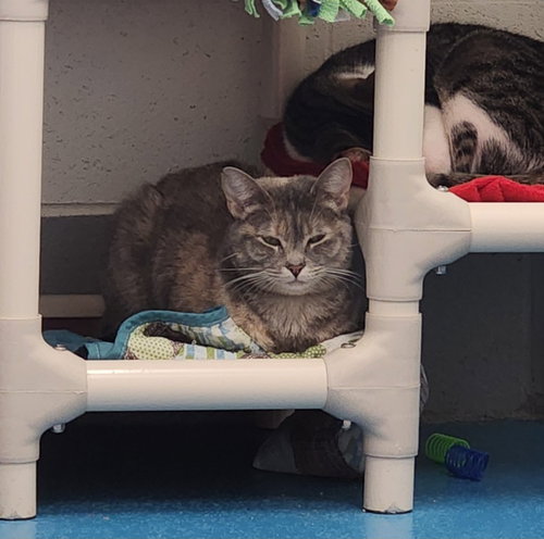 MINNIE - Domestic Short Hair available for adoption