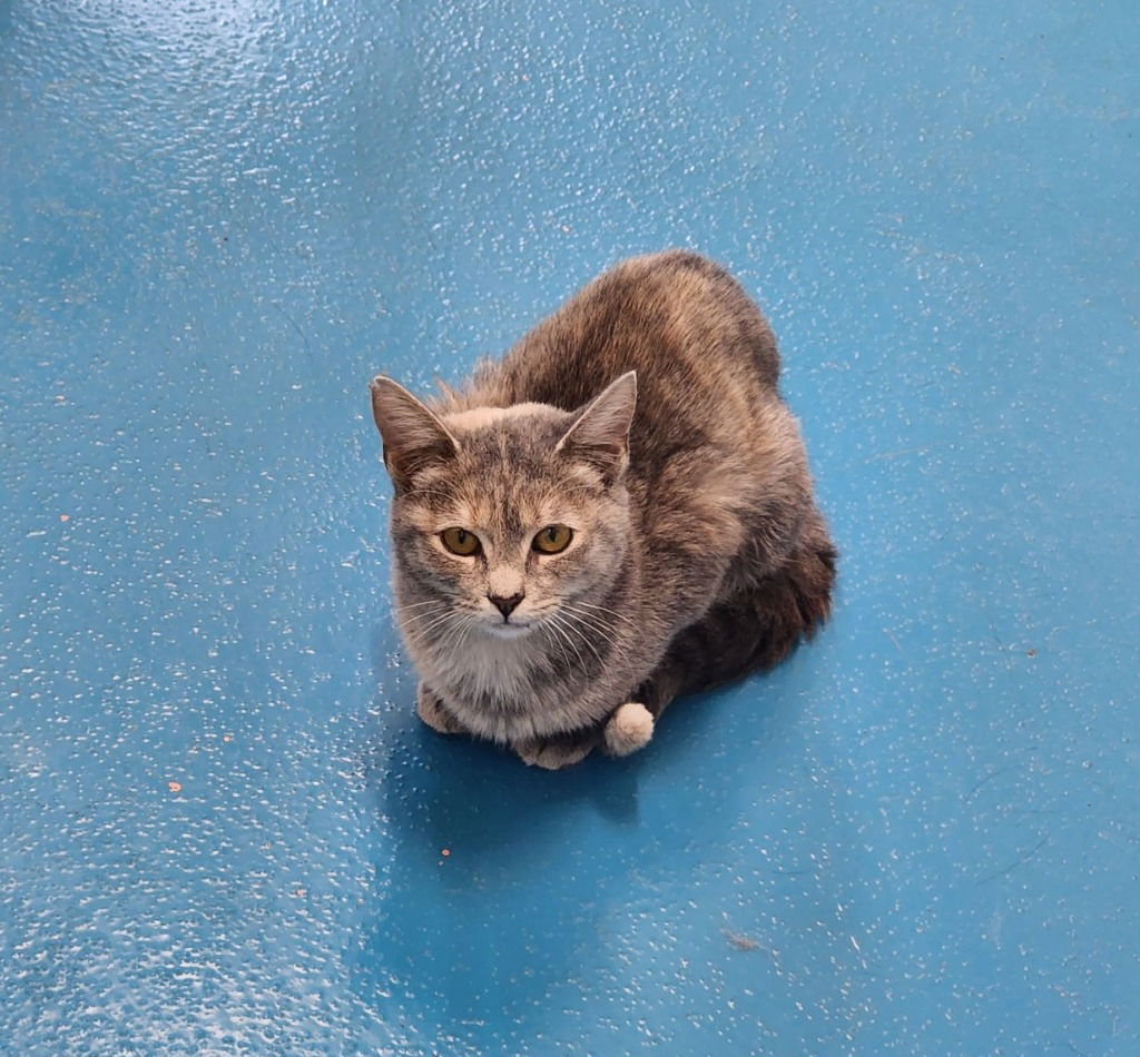 adoptable Cat in Muskegon, MI named Minnie