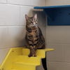 adoptable Cat in Muskegon, MI named Grace