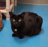 adoptable Cat in muskegon, MI named Keenie