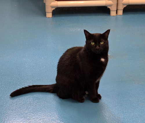 KEENIE - Domestic Short Hair available for adoption
