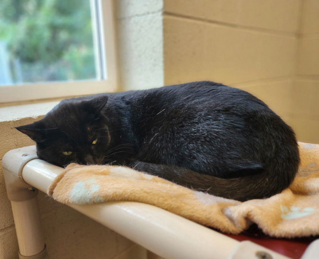 adoptable Cat in Muskegon, MI named Dale