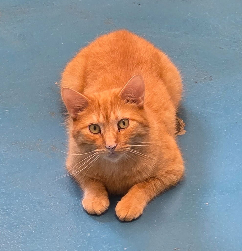 adoptable Cat in Muskegon, MI named Hawkeye
